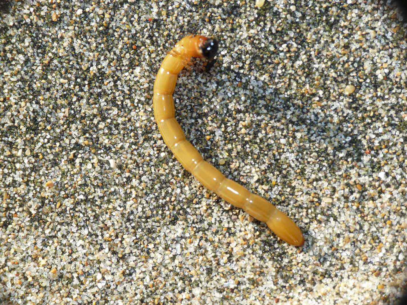 Larva di Elateridae Cebrioninae